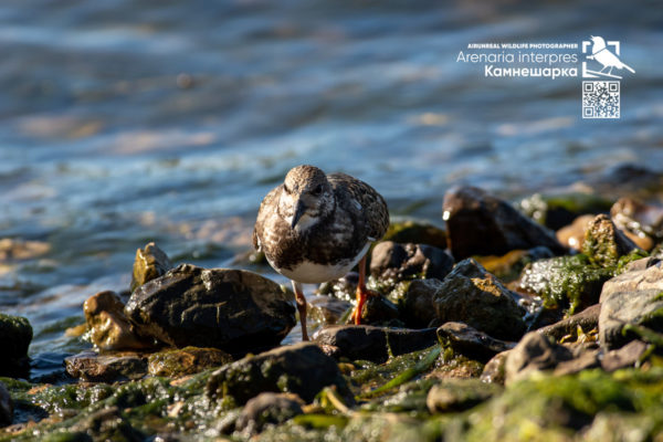 Ruddy turnstone